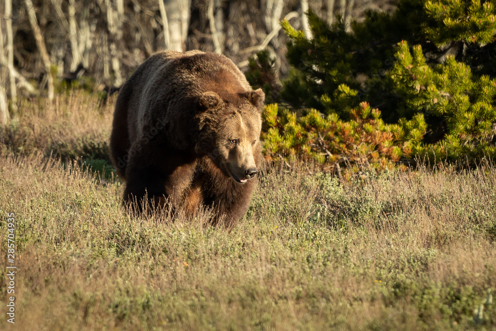 Grizzly Bear Grizzly Bear