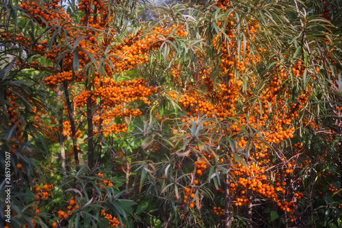 Hippophae rhamnoides. Branch of sea buckthorn with berries.