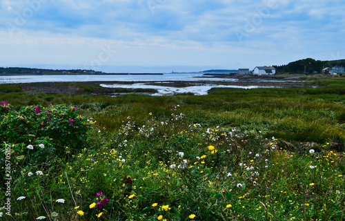 Wildflowers on the Bay near Ferry Dock on Digby Peninsula Nova Scotia Canada photo