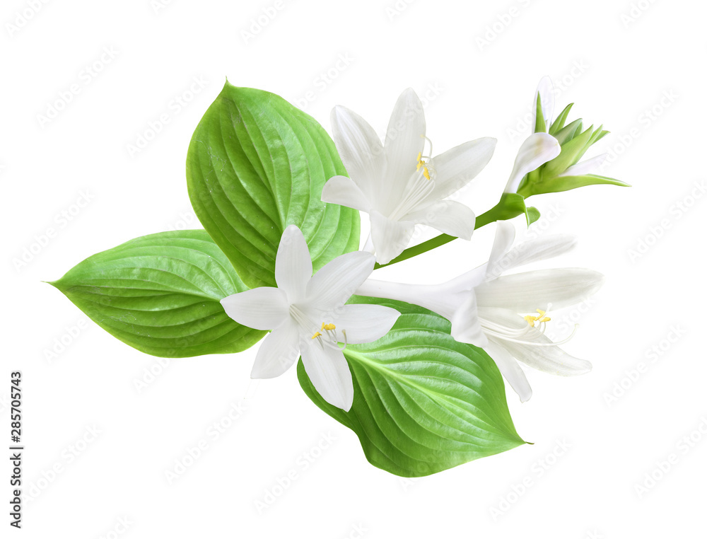 Obraz premium Festive flower composition isolated on white background. Hostas (plantain lilies). 