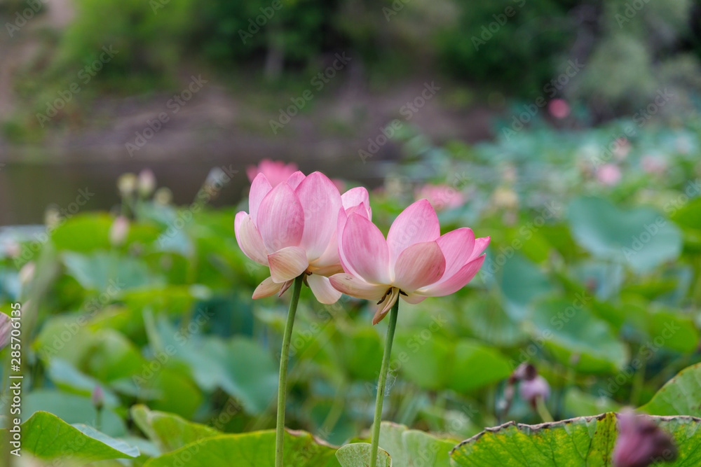 Beautiful lotus flowers with minted in its natural habitat, against the background of its leaves. Medium plan. Beautiful lotus flowers with minted in its natural habitat, against the background of its leaves. Medium plan.