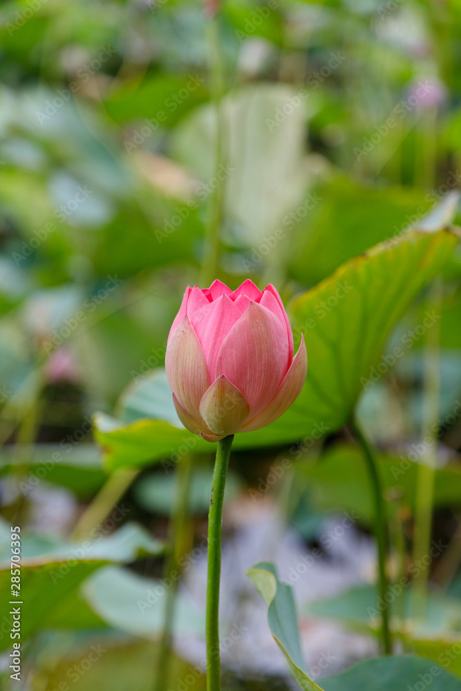 Beautiful bud of an unopened lotus flower, on a background of leaves, close-up