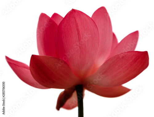 Beautiful very large shot Lotus flower  isolate on a white background  close-up