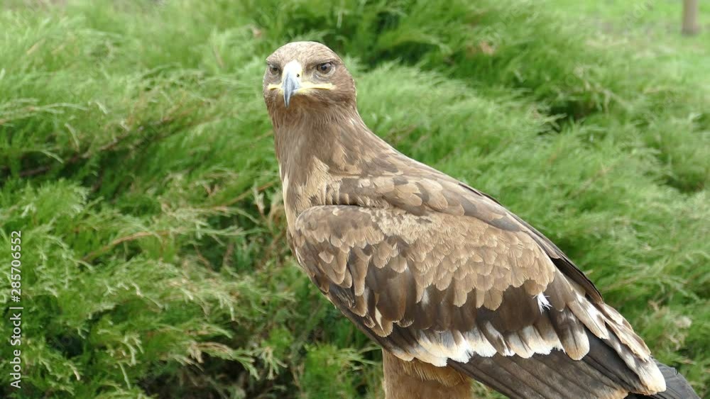 Eagle. Flew down on the grass and carefully looks around him in search of prey Eagle. Flew down on the grass and carefully looks around him in search of prey