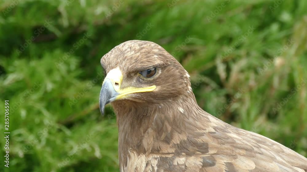 Eagle. Flew down on the grass and carefully looks around him in search of prey Eagle. Flew down on the grass and carefully looks around him in search of prey