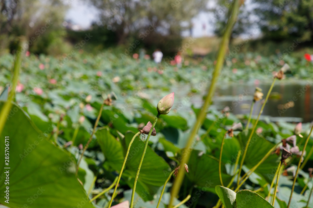 Beautiful lotus flowers with minted in its natural habitat in a small pond, general plan Beautiful lotus flowers with minted in its natural habitat in a small pond, general plan