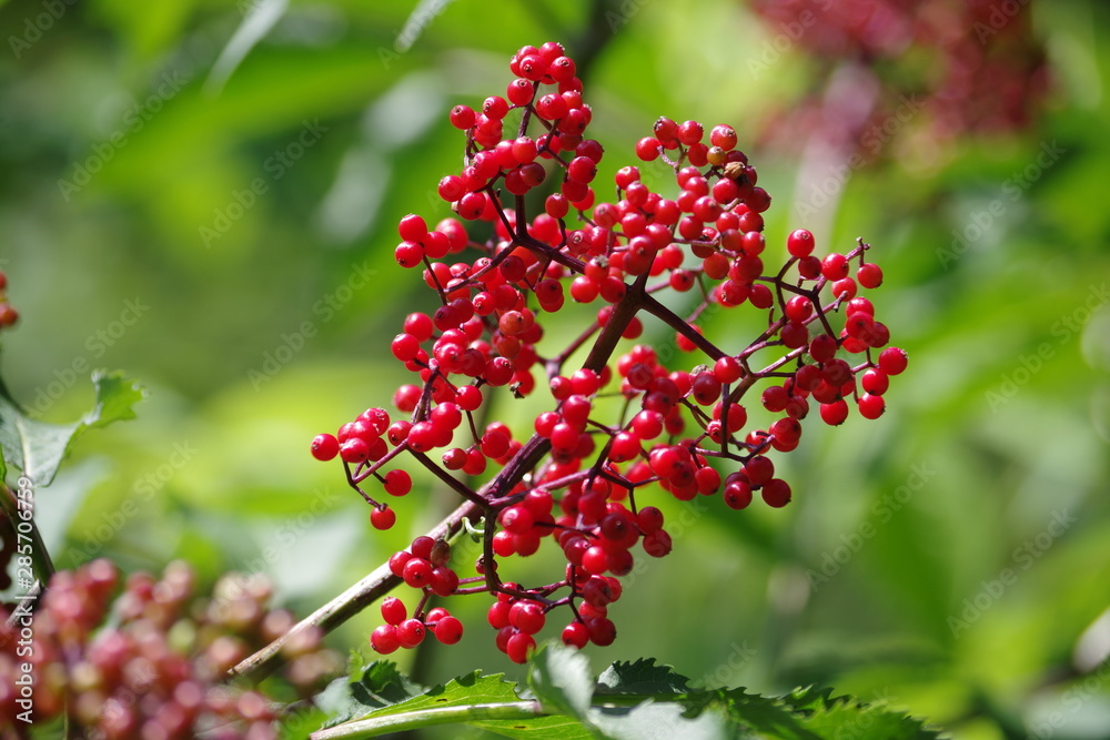 Obraz premium Nature du Québec
