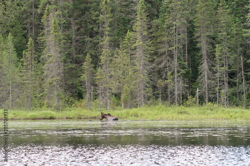 moose in lake in front of trees (Algonquin Provincial Park)