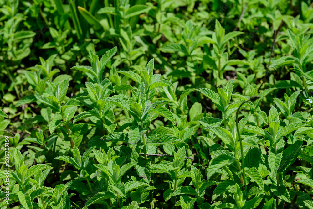 Close up of fresh green mint leaves in direct sunlight, in a summer garden, soft focus