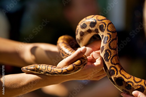Serpent dans les mains d'une femme