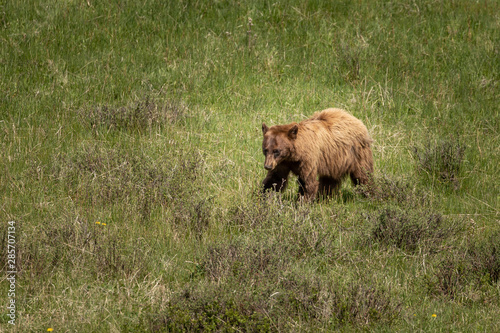 Cinnamon Brown Bear