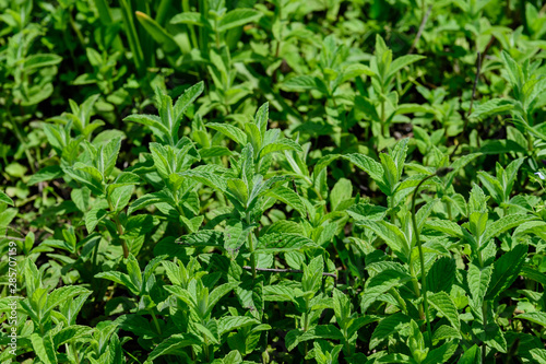 Close up of fresh green mint leaves in direct sunlight  in a summer garden  soft focus