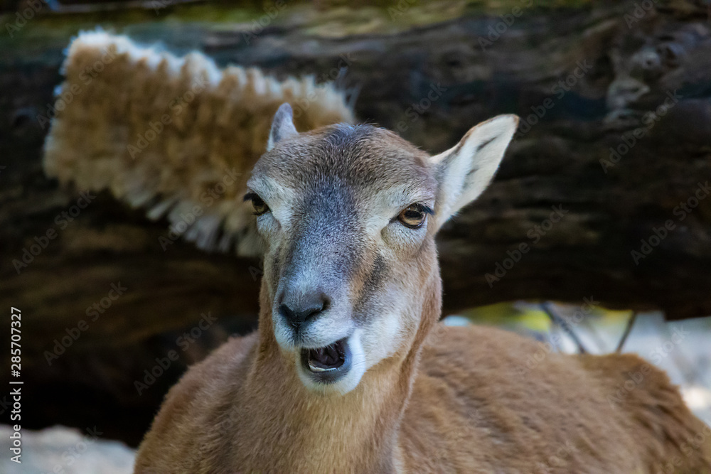 Fototapeta premium Wild