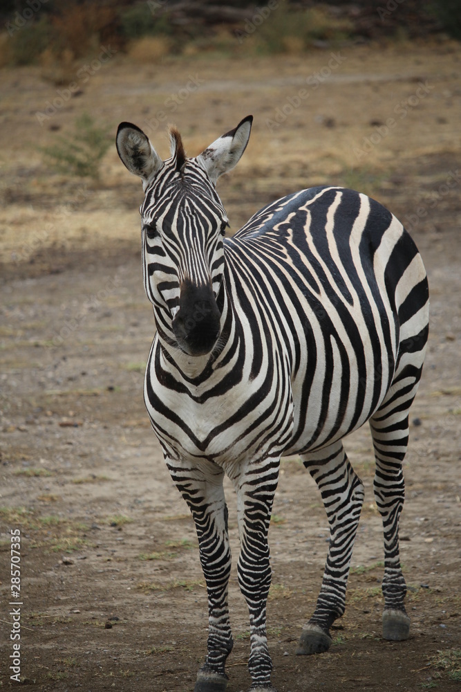 Obraz premium zèbre