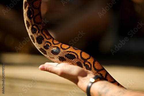 Main de femme caresse un serpent - reptile animal