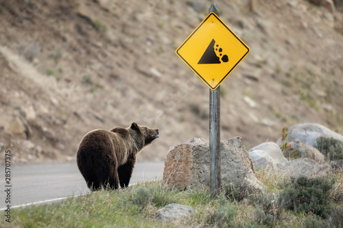 Grizzly bear looking up at sign