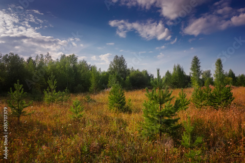 Summer meadow landscape with grass and wild flowers on the background of a forest.