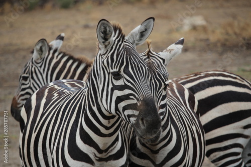 couple zebre © canecorso