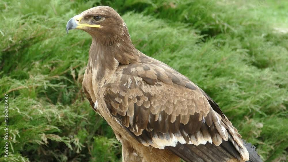 Eagle. Flew down on the grass and carefully looks around him in search of prey Eagle. Flew down on the grass and carefully looks around him in search of prey
