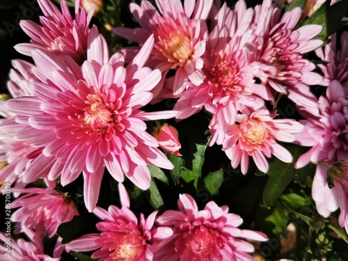 Beautiful pink Daisy flowers  close-up photo