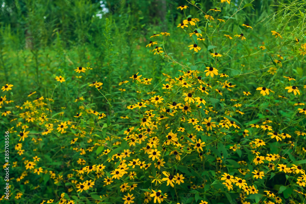 prairie field meadow of yellow flowers