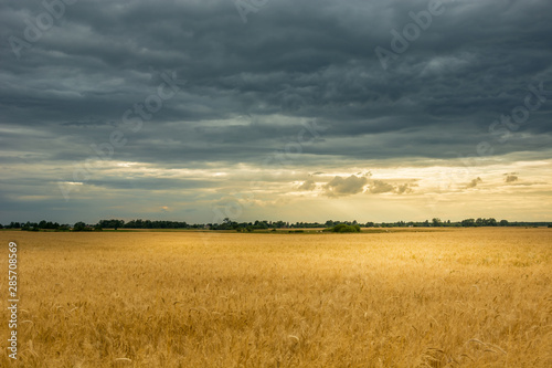 Rye field and dark clouds in the sky