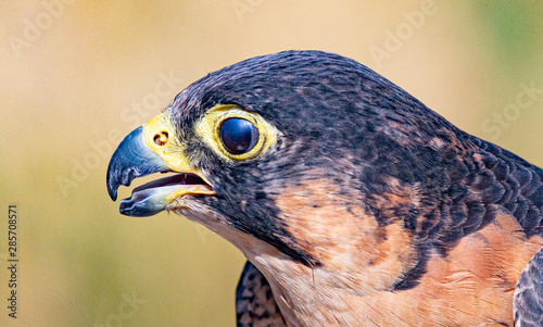 Fotografie Close Up Barbary Falcon Portrait