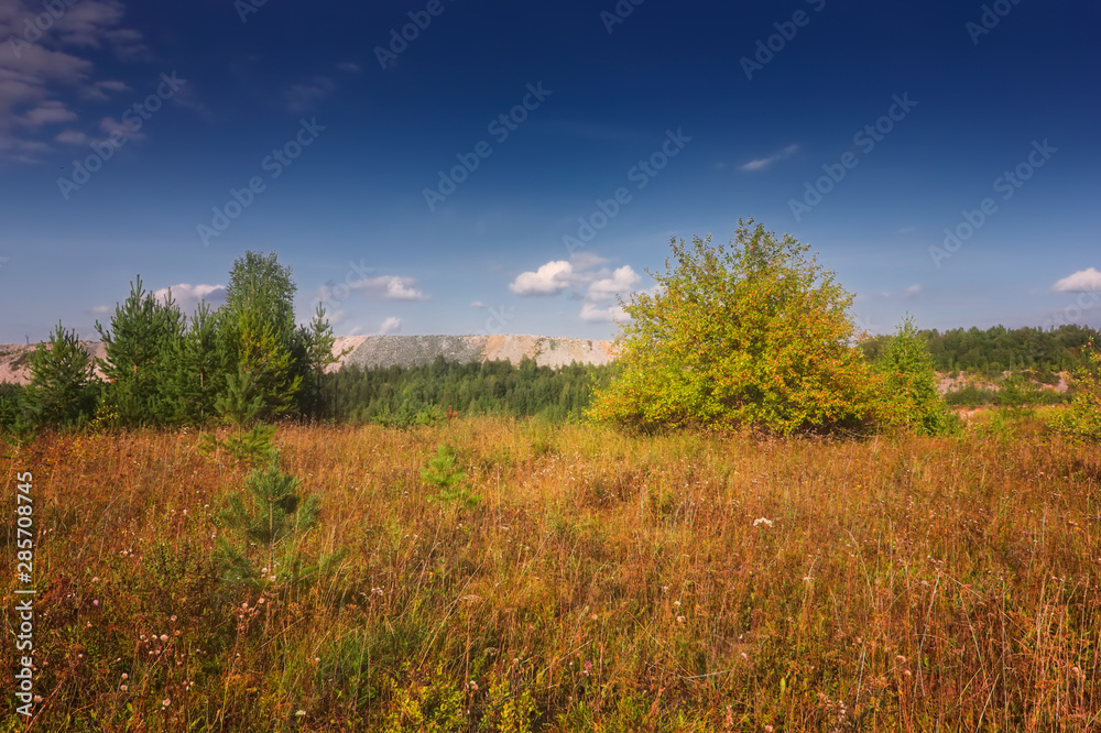 Summer meadow landscape with grass and wild flowers on the background of a forest. Summer meadow landscape with grass and wild flowers on the background of a forest.