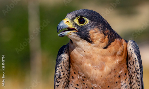 Close Up Barbary Falcon Portrait
