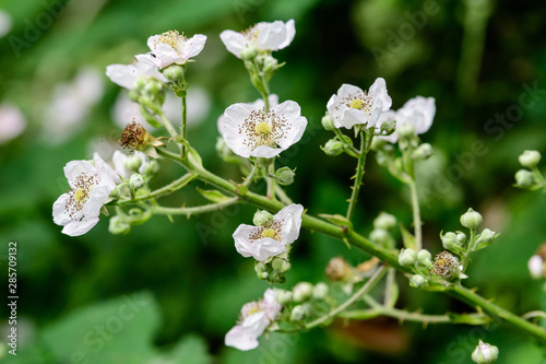 White delicate flowers of blackberry plant in direct sunlight in a sunny spring day