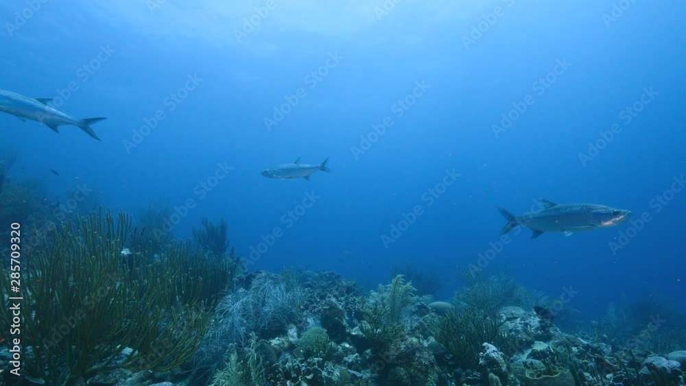 Tarpon in coral reef of Caribbean Sea around Curacao Tarpon in coral reef of Caribbean Sea around Curacao