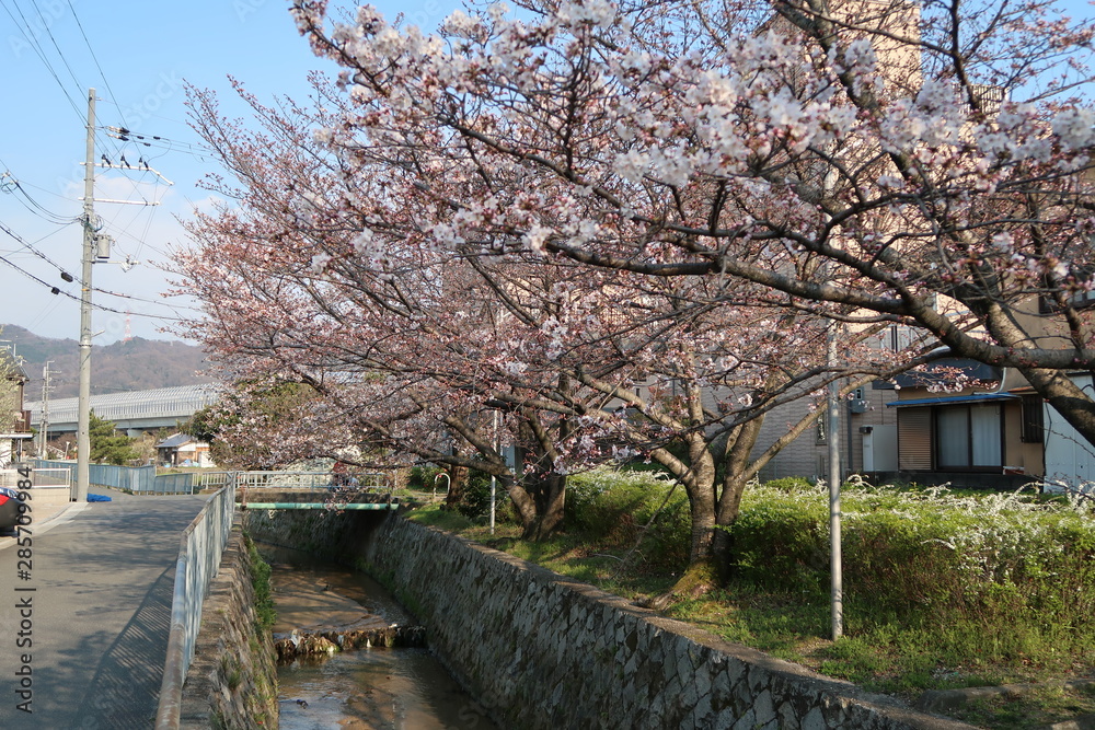 cherry blossoms (sakura) on canal in Katano City, Osaka, Japan