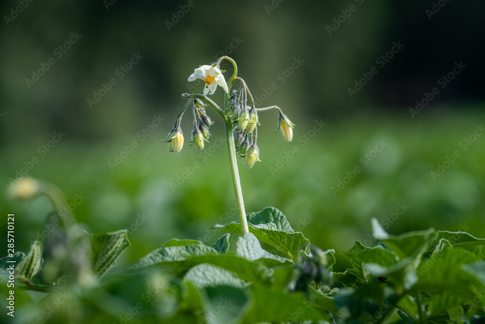 Potato flowers and green leaves. Potato field in the Netherlands. Summer. Potato flowers and green leaves. Potato field in the Netherlands. Summer.