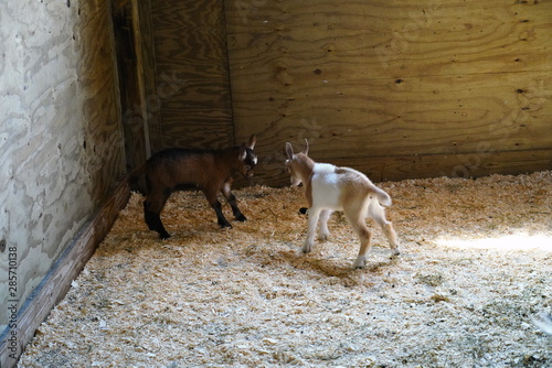 Cute Family of American Pygmy Goats Play Together