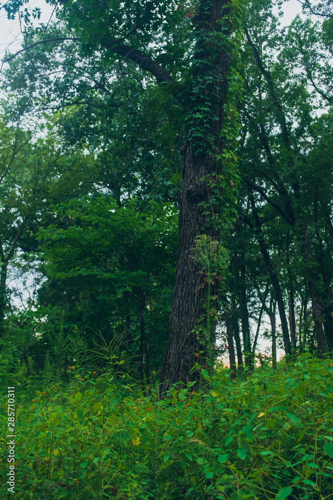 Fototapeta premium trees in the forest