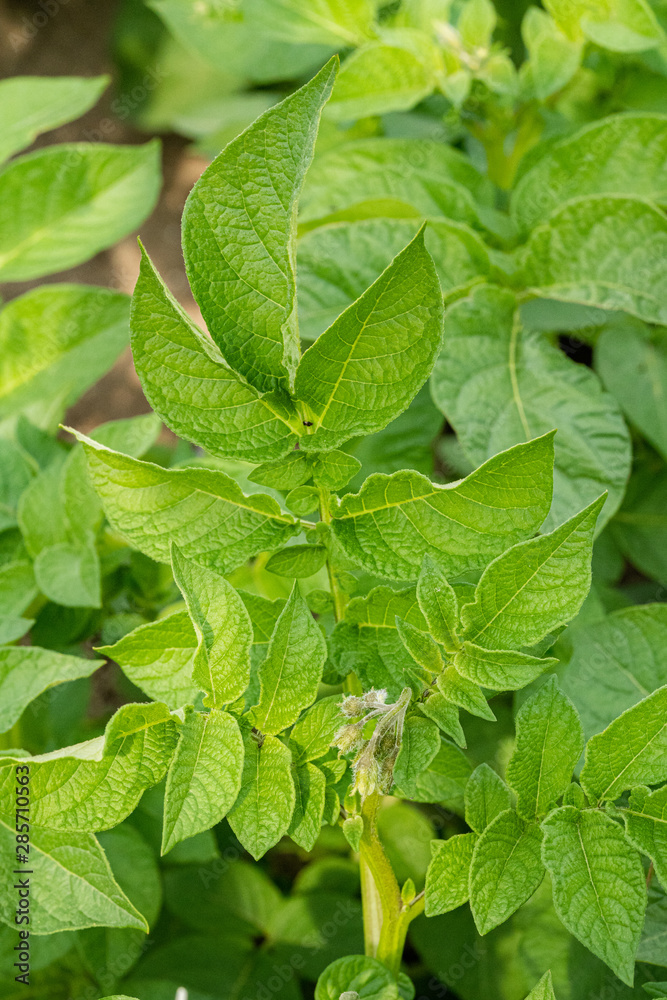 Green leafs close up of potatoes as background Green leafs close up of potatoes as background