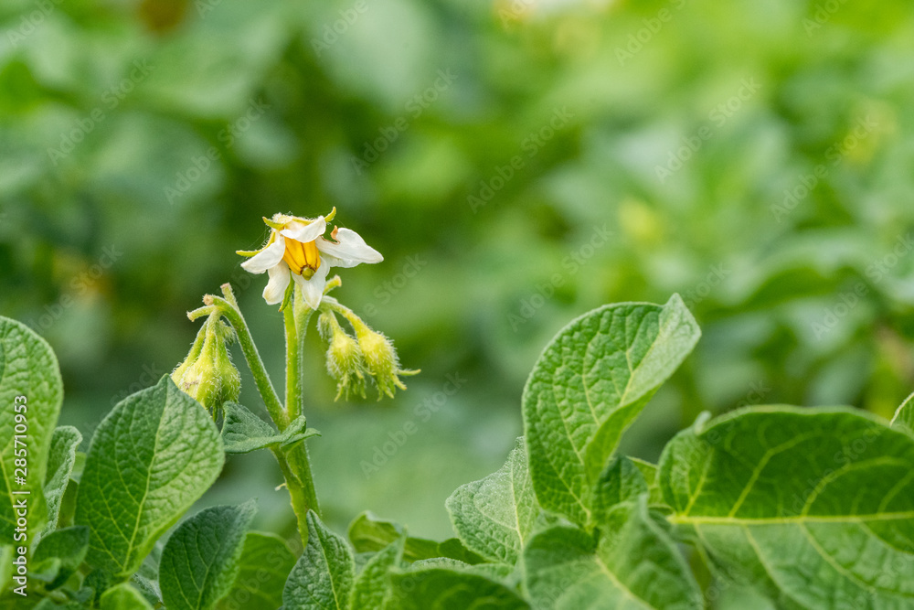 Potato flowers and green leaves. Potato field in the Netherlands. Summer. Potato flowers and green leaves. Potato field in the Netherlands. Summer.