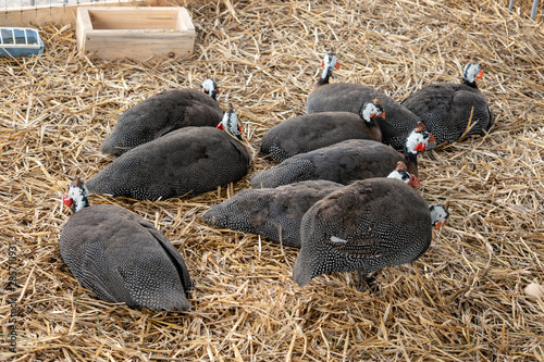 Guinea fowl farm. Helmeted guineafowl, Numida meleagris, big grey bird in the poultry yard photo