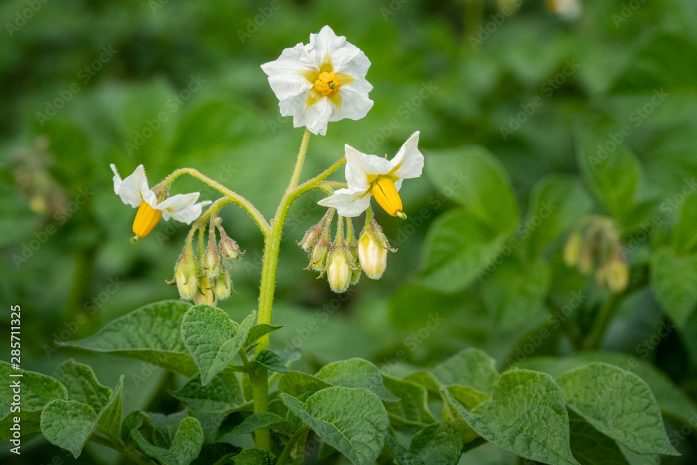 Potato flowers and green leaves. Potato field in the Netherlands. Summer. Potato flowers and green leaves. Potato field in the Netherlands. Summer.
