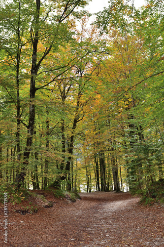 Fototapeta Naklejka Na Ścianę i Meble -  Landscape in Slovenia, in the fall, with colorful trees