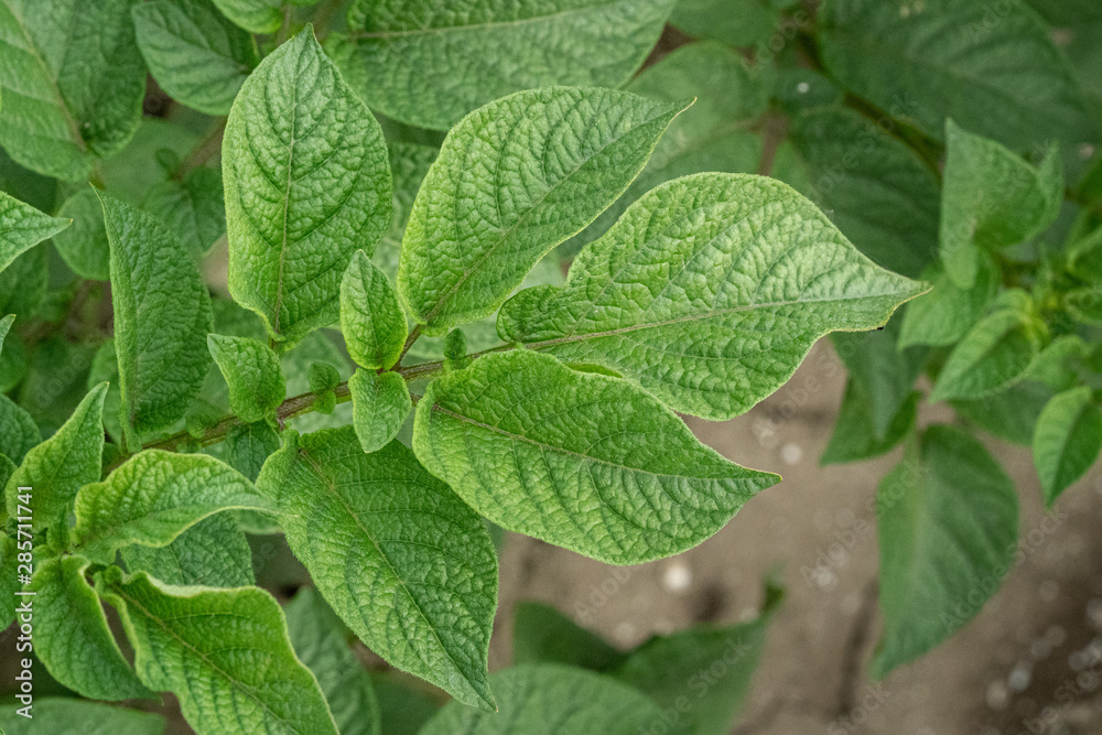 Green leafs close up of potatoes as background Green leafs close up of potatoes as background
