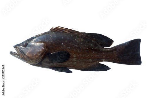 Foto Black grouper, Black sea bass (Centropristis striata)