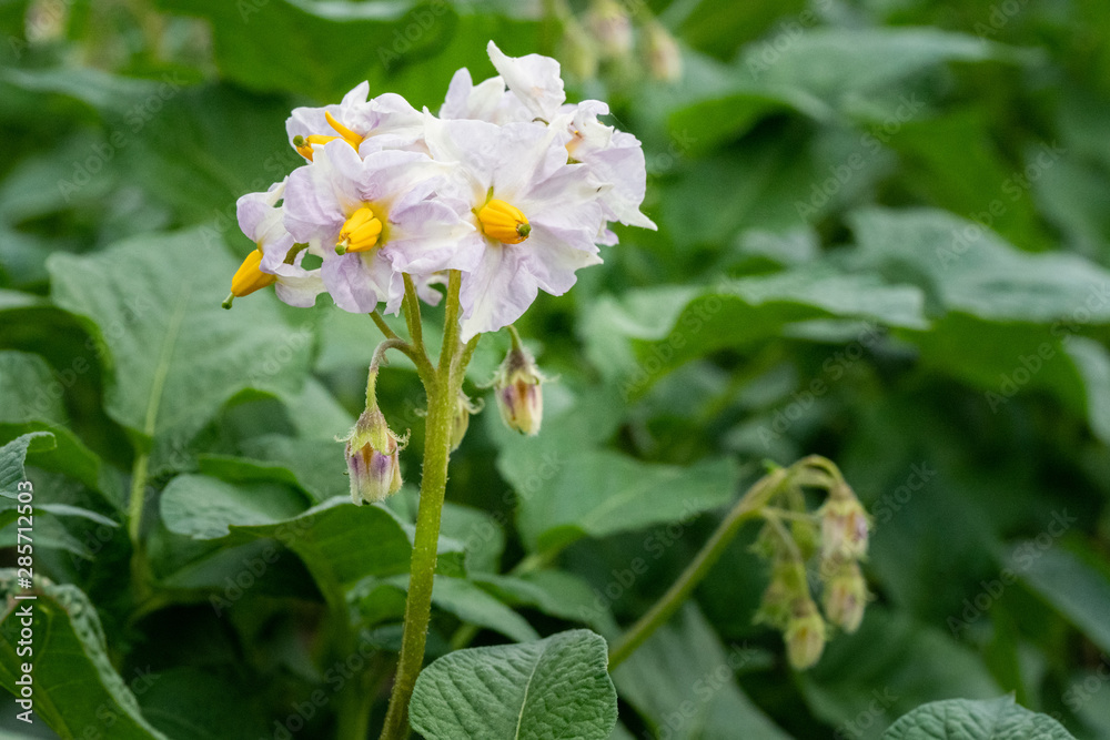 Potato flowers and green leaves. Potato field in the Netherlands. Summer. Potato flowers and green leaves. Potato field in the Netherlands. Summer.