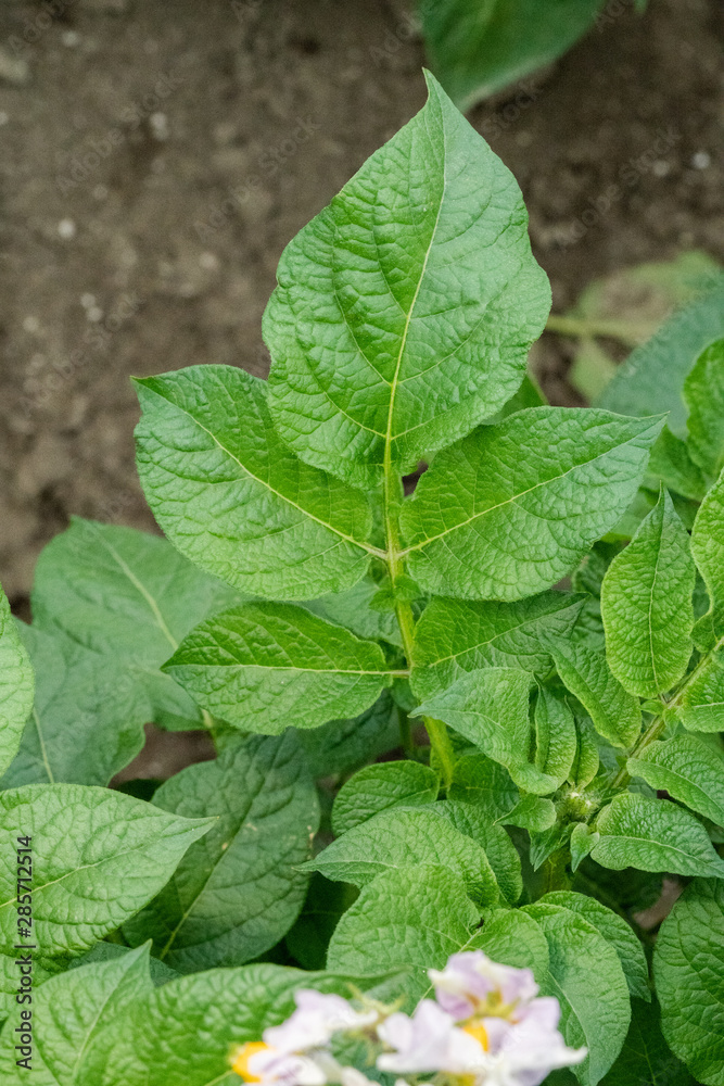 Green leafs close up of potatoes as background Green leafs close up of potatoes as background