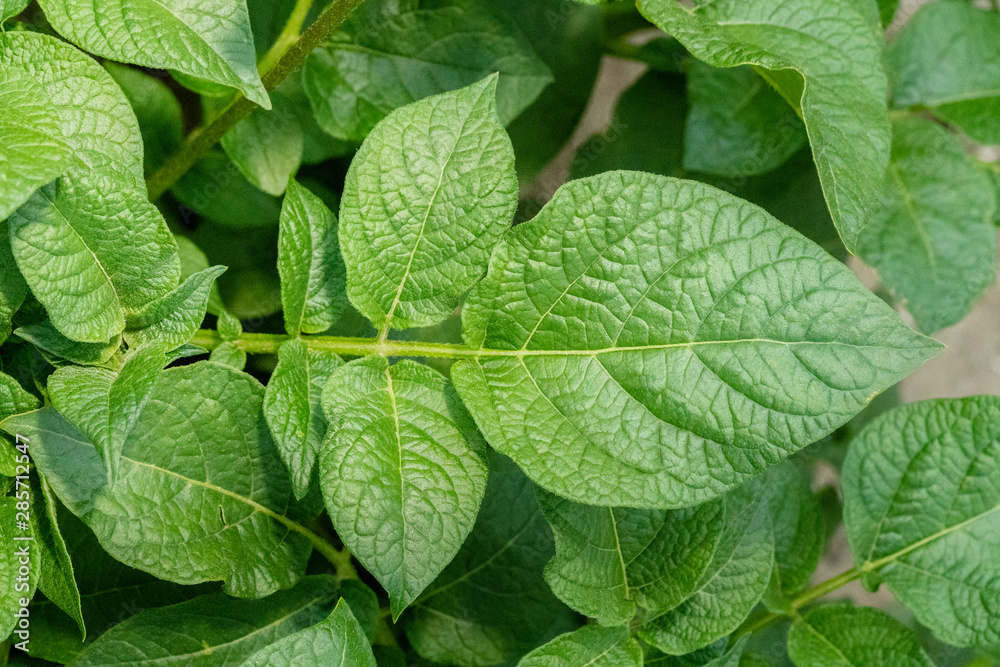 Green leafs close up of potatoes as background Green leafs close up of potatoes as background