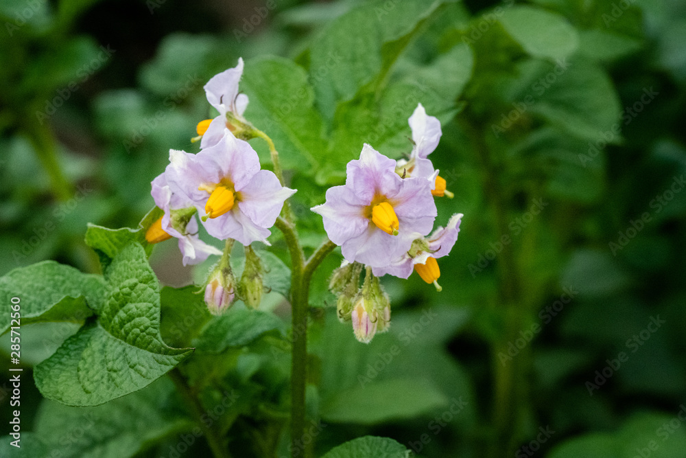 Potato flowers and green leaves. Potato field in the Netherlands. Summer. Potato flowers and green leaves. Potato field in the Netherlands. Summer.