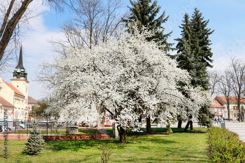 SKAWINA, POLAND - APRIL 15, 2019: Blossoming cherry tree on the market square