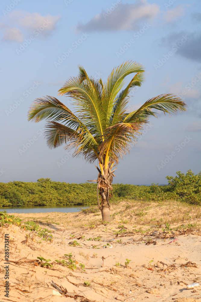 Palm tree and dunes