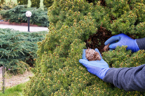 Canvastavla The gardener removes the red spider mite (Tetranychus urticae) cocoons from the thuja