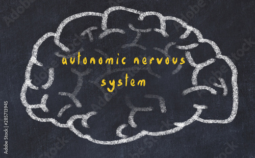 Drawind of human brain on chalkboard with inscription autonomic nervous system